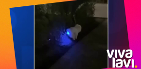 Perrito se come pelota luminosa
