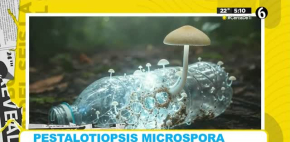 Conoce al hongo que come plástico