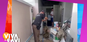 Pitón gigante rompe techo de una casa y se come a un gato