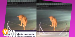 Perro causa sensación por trabajar en semáforo