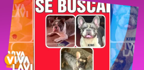José Manuel Figueroa pide ayuda para encontrar a sus tres perritos