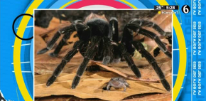 Hay una tarántula que tiene una mascota