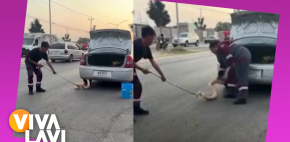 Mujer encuentra a pitón de más de 2 metros en su auto