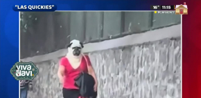 Captan a mujer 'pug' en las calles de México