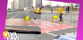 Perrito avisa a automovilistas que su amo ciego va cruzar