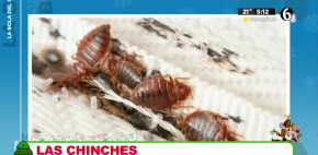 Las chinches, se convierten en herramientas policiacas