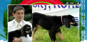 ¿Sabías qué puedes clonar a tu perro?