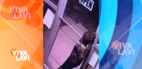 Perro protagoniza una fuga de película en refugio de animales