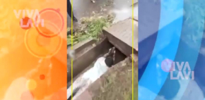 Joven arriesga su vida para rescatar a perrita