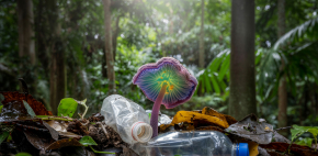Descubren hongos que comen plástico