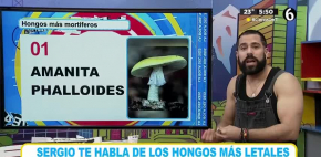 Conoce la lista de los hongos más letales