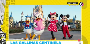Las gallinas ¿el ejercito desconocido de Disney?