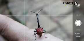 Curiosidades que viven en el bosque