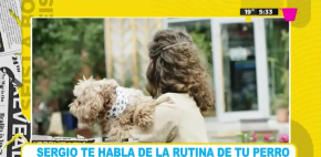 Los perros ¿cómo saben que es fin de semana?