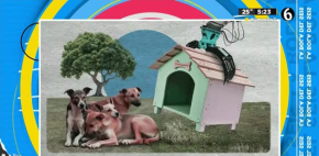 La exitosa campaña en Brasil para adoptar perros