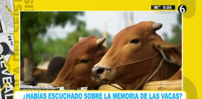 Datos curiosos sobre las vacas