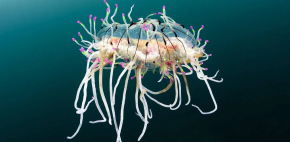 Especies raras que habitan en el océano