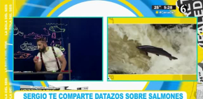 Datos curiosos sobre el salmón