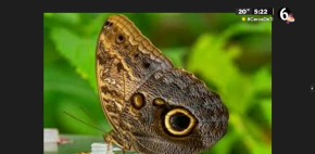 ¿Por qué dibujamos mal a las mariposas?