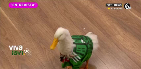 El pato 'Merlín' hace su predicción sobre los partidos de México