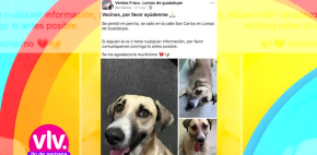 Familia encuentra a perrita que andaba de 'fiesta' en calles de México