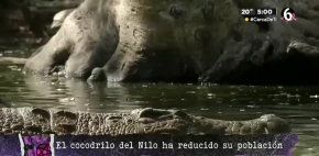 Hermès ¿está acabando con los cocodrilos del Nilo?