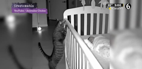 Los gatos son cuidadores de bebés por este motivo