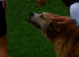 Perro invade la cancha para que lo acaricien