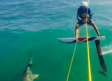 Surfista choca con tiburón durante entrenamiento