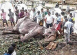 Las terribles imágenes de Tikiri, el elefante que trabajó por 10 días en un festival
