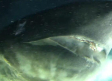 Captan en el Golfo de México a un tiburón más antiguo que los dinosaurios