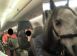 Mujer viaja con un caballo abordo de un avión