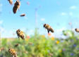 Las abejas; clasificadas como el ser vivo más importante del planeta