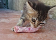 Vecina alimenta a gatitos con carne molida con vidrios