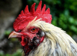 Gallo de pelea ataca y mata a su dueño cuando lo llevaba a un combate