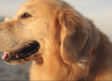 Paga 6 mdd por anuncio en Super Bowl para celebrar que su perro venció el cáncer