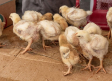 Francia prohibirá triturar pollitos vivos y castrar cerdos sin anestesia