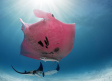 Única en su especie: Captan fotografías de una mantarraya rosada