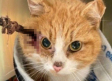 Sobrevive gatito que fue encontrado con una flecha clavada en la cabeza