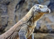 Hembra de Dragón de Komodo tiene crías sin aparearse con ningún macho