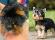 Decoloran pelaje de perro para venderlo como raza Yorkshire Terrier