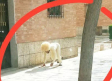 Para evitar ser multado en cuarentena, hombre sale disfrazado de perro a las calles