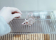 Vacuna contra coronavirus es usada con éxito en ratones
