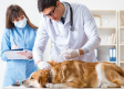 Recomendaciones para el cuidado de tu mascota si te detectaron coronavirus