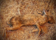 Surge nueva enfermedad que mata a conejos silvestres; Semarnat advierte