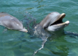 Captan delfines ‘jugando’ en la costa de Boca del Río, Veracruz