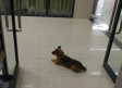 Su dueño falleció a consecuencia del coronavirus; perro visitó el hospital durante tres meses