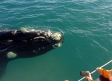 Por primera vez en 50 años no habrá avistajes de ballenas en las costas de Chubut, a consecuencia del coronavirus