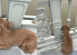 Perrito espera en un puente a su dueño que se suicidó