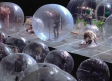 ¿'Nueva normalidad'?: Ofrece The Flaming Lips concierto dentro de burbujas de plástico